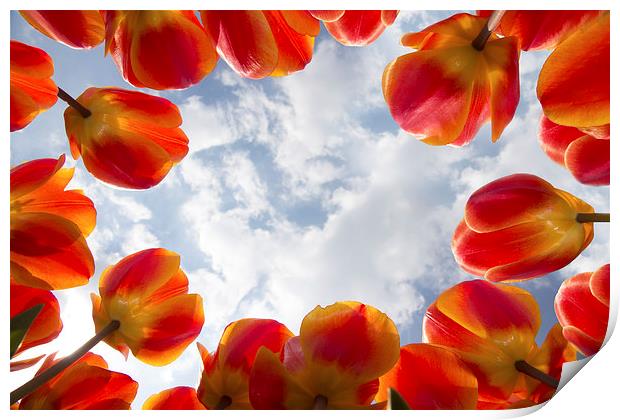 Valentine red tulips flowers Print by Ankor Light