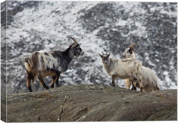  Three Feral Welsh Mountain Goats Canvas Print by Rory Trappe