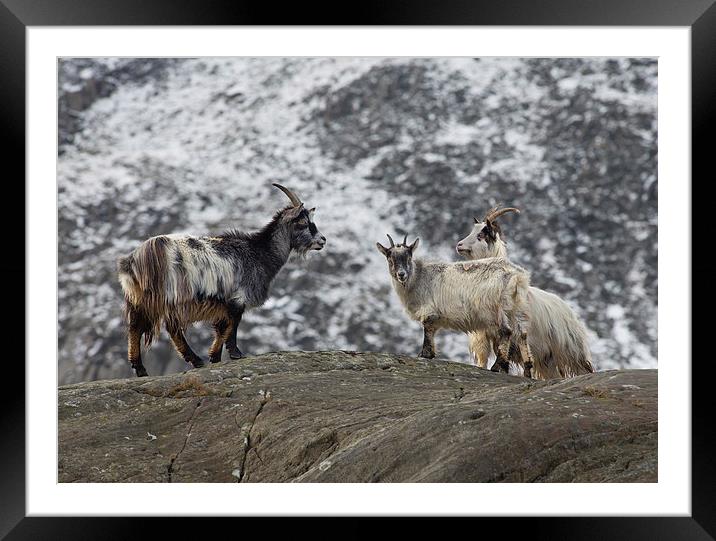  Three Feral Welsh Mountain Goats Framed Mounted Print by Rory Trappe