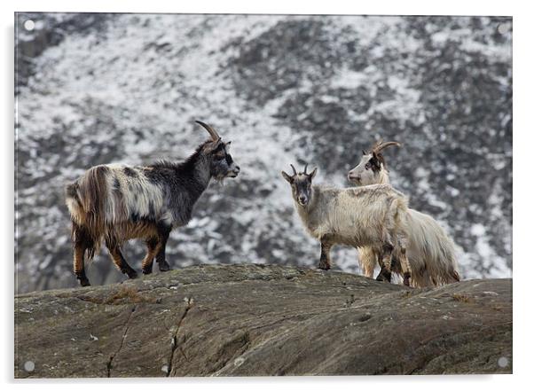  Three Feral Welsh Mountain Goats Acrylic by Rory Trappe