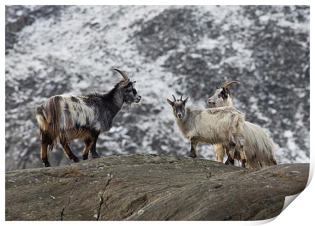  Three Feral Welsh Mountain Goats Print by Rory Trappe