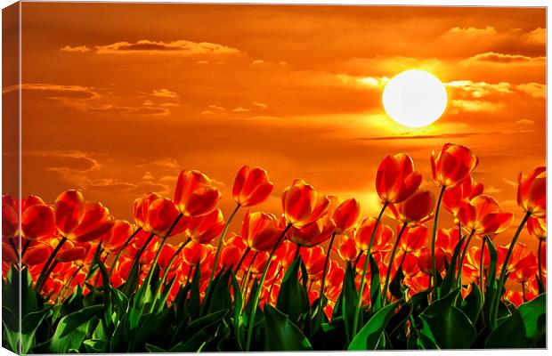 Valentine sunset red tulips flowers Canvas Print by Ankor Light