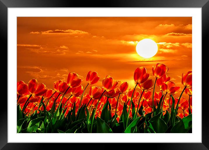 Valentine sunset red tulips flowers Framed Mounted Print by Ankor Light