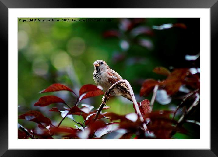  Song Sparrow Framed Mounted Print by Rebecca Hansen