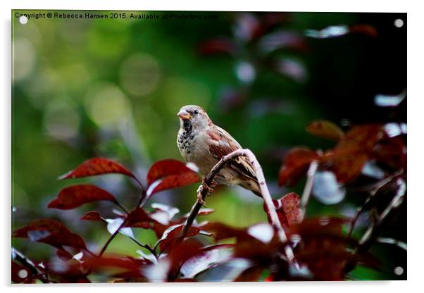  Song Sparrow Acrylic by Rebecca Hansen