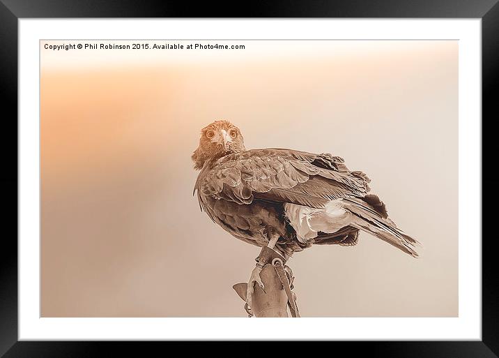  Harris Hawk Framed Mounted Print by Phil Robinson