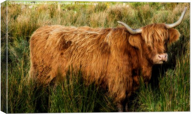  Highland Cow Canvas Print by Mary Fletcher