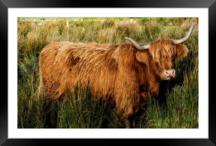  Highland Cow Framed Mounted Print by Mary Fletcher
