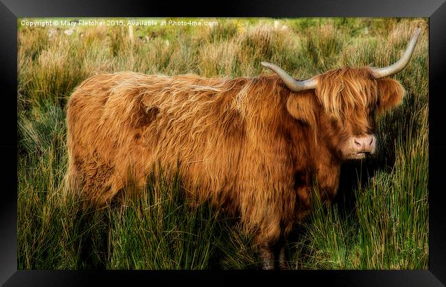  Highland Cow Framed Print by Mary Fletcher