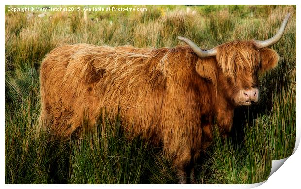  Highland Cow Print by Mary Fletcher