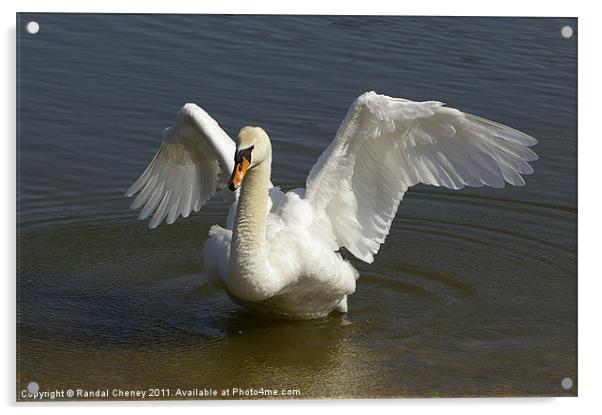 Mute swan Acrylic by Randal Cheney