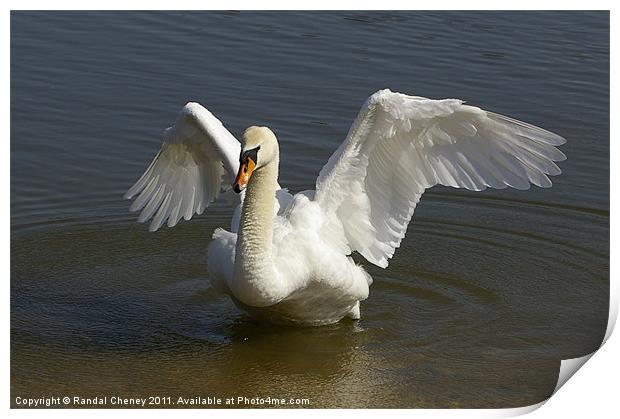 Mute swan Print by Randal Cheney