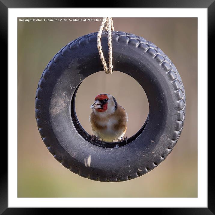  Goldfinch in Tyre Framed Mounted Print by Alan Tunnicliffe