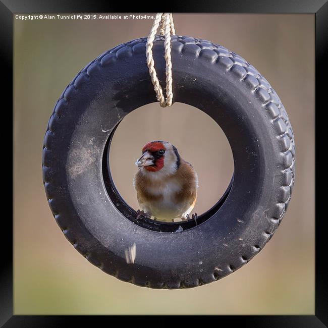  Goldfinch in Tyre Framed Print by Alan Tunnicliffe