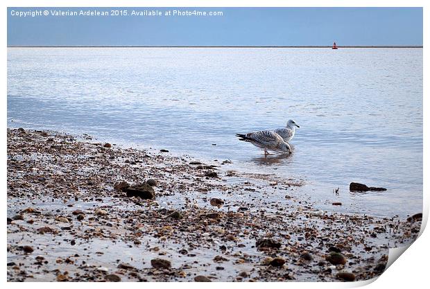 seagulls in the morning light Print by Valerian Ardelean