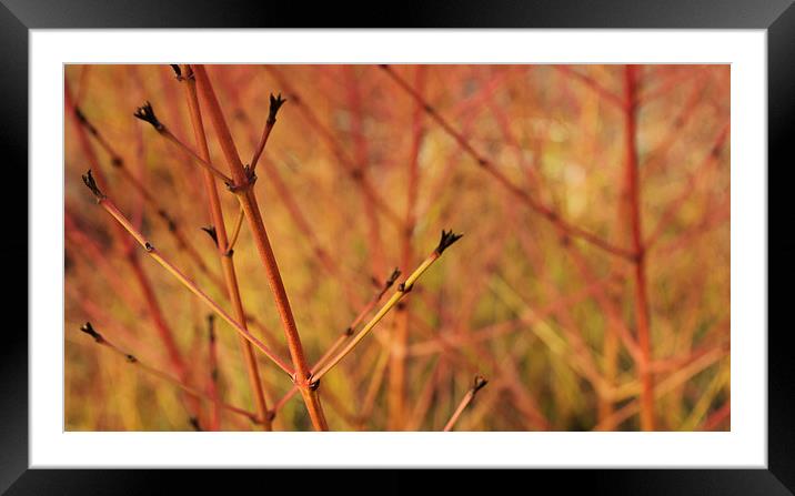  Coloured Stems Framed Mounted Print by Iona Newton