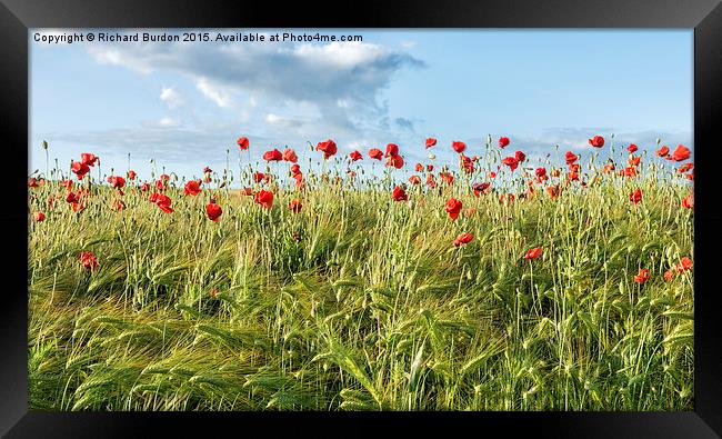 Poppy Field Framed Print by Richard Burdon