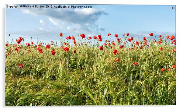 Poppy Field Acrylic by Richard Burdon