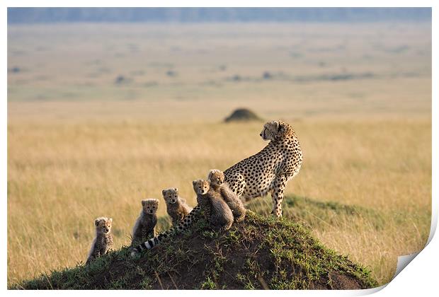 Cheetah family Print by Gail Johnson