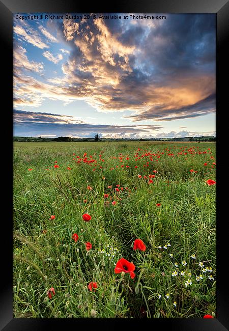  Poppies at Sunset Framed Print by Richard Burdon