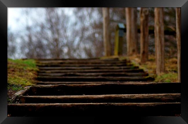  Woodland Steps Framed Print by Squawk Photography