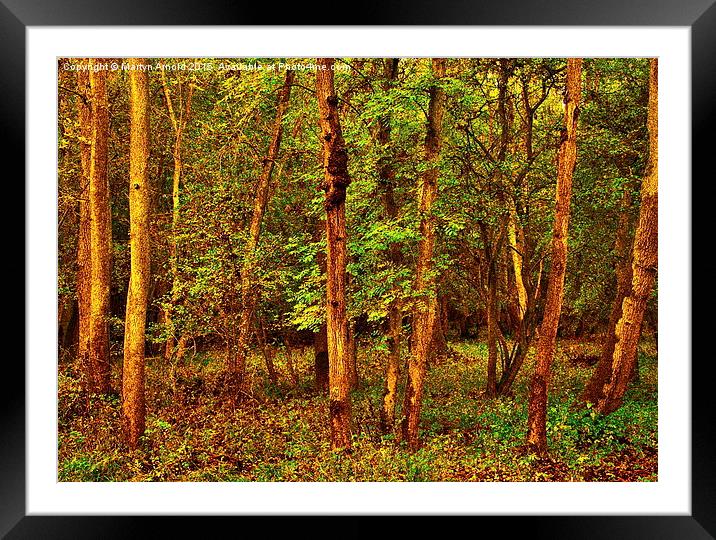  Ash Tree Woodland Framed Mounted Print by Martyn Arnold