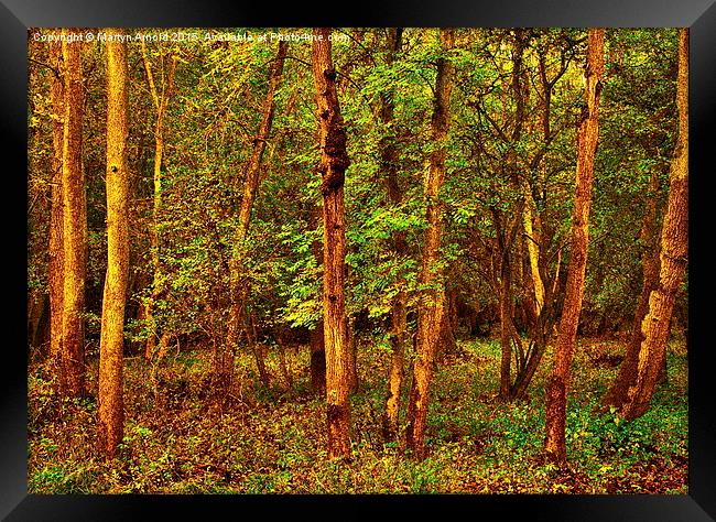  Ash Tree Woodland Framed Print by Martyn Arnold