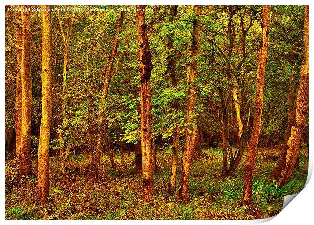  Ash Tree Woodland Print by Martyn Arnold