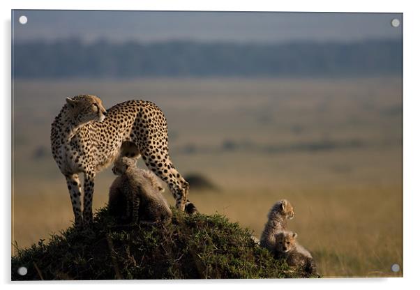Cheetah family Acrylic by Gail Johnson