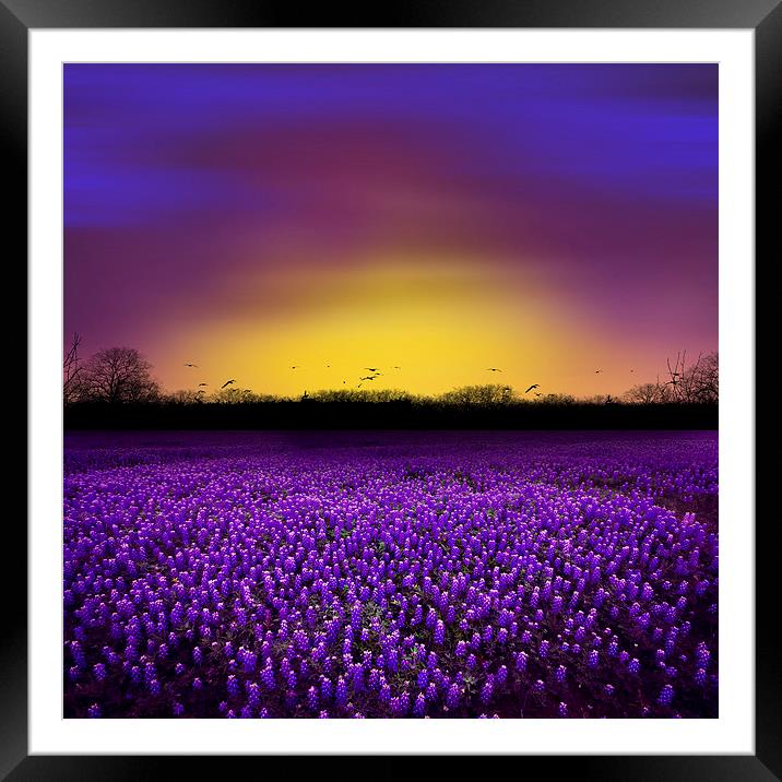 Golden Hour - Purple Floral Field and Dramatic Sky Framed Mounted Print by Tanya Hall