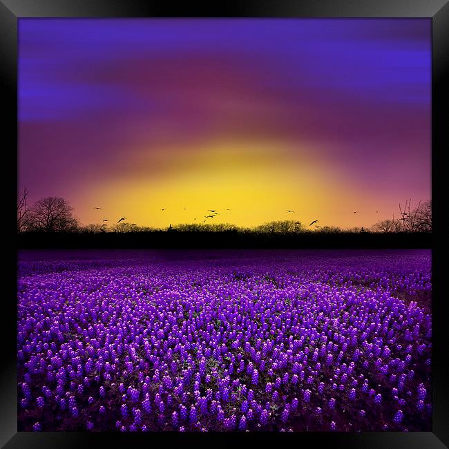 Golden Hour - Purple Floral Field and Dramatic Sky Framed Print by Tanya Hall