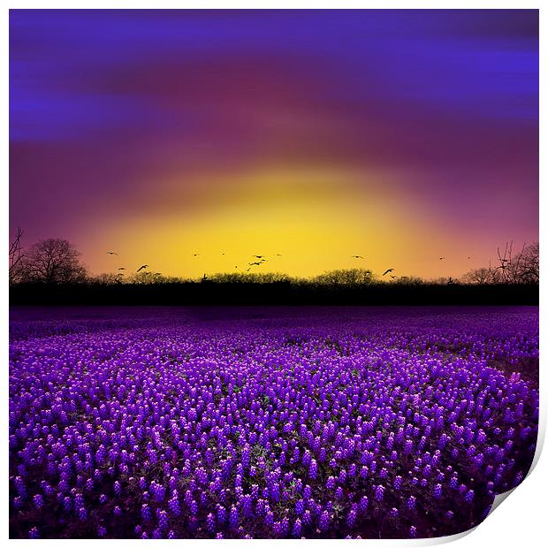 Golden Hour - Purple Floral Field and Dramatic Sky Print by Tanya Hall