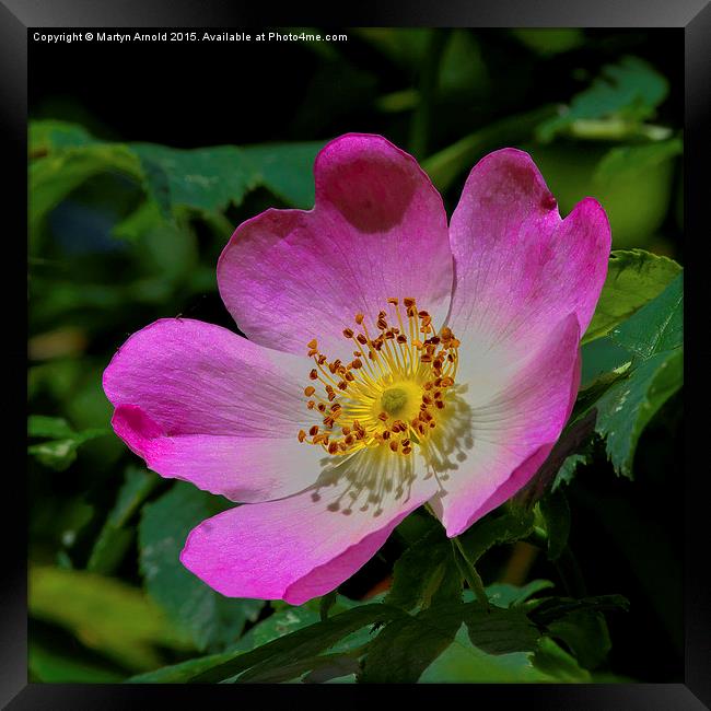 Rosa Canina - The Dog Rose Framed Print by Martyn Arnold