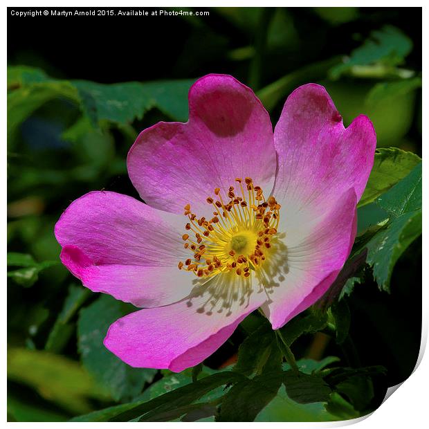 Rosa Canina - The Dog Rose Print by Martyn Arnold