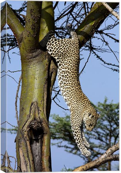 Leopard climbing down a tree Canvas Print by Gail Johnson