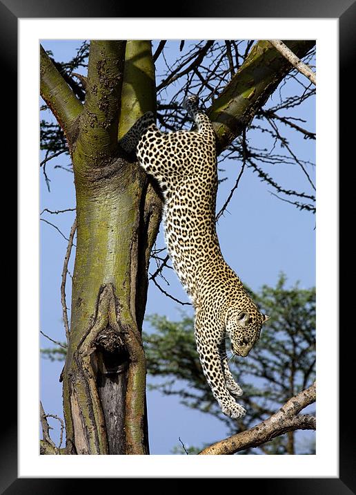 Leopard climbing down a tree Framed Mounted Print by Gail Johnson