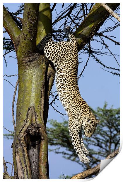 Leopard climbing down a tree Print by Gail Johnson
