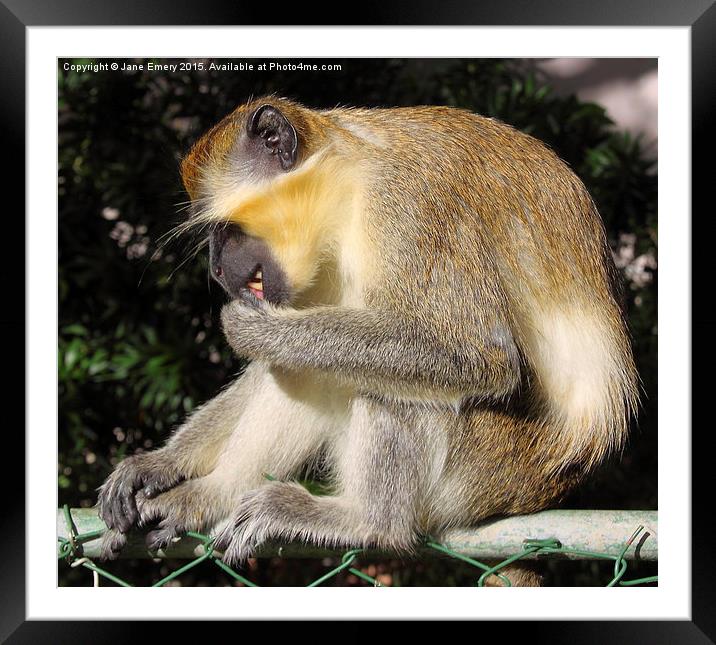  Green Monkey Barbados Framed Mounted Print by Jane Emery