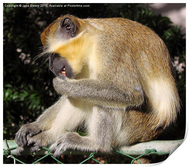  Green Monkey Barbados Print by Jane Emery