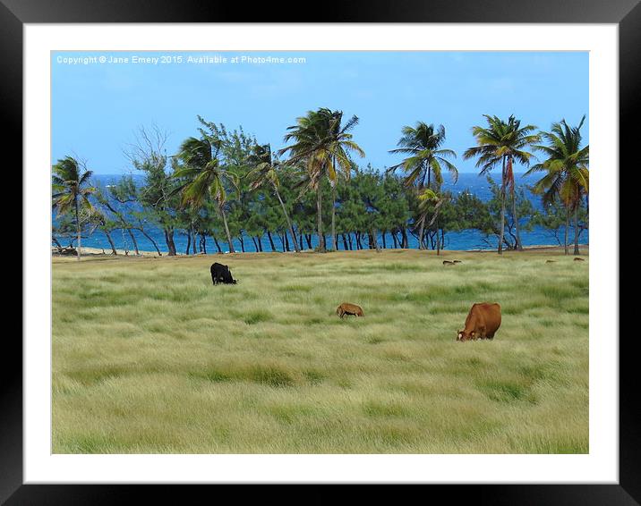  Grazing amongst the palms in Barbados Framed Mounted Print by Jane Emery