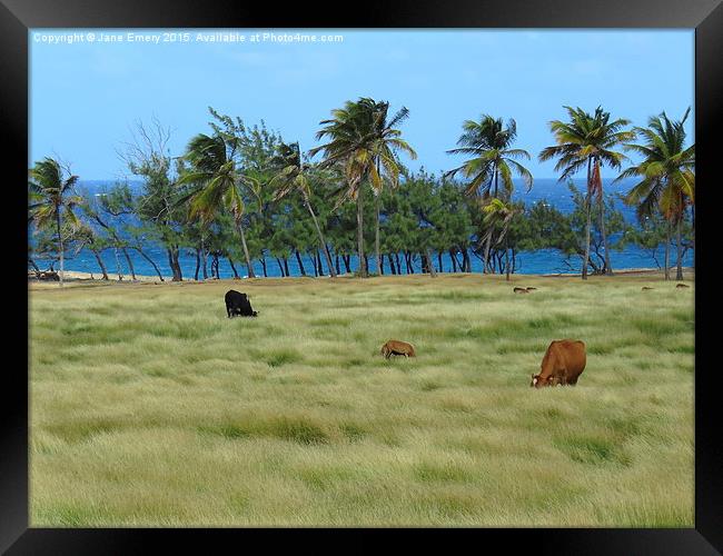  Grazing amongst the palms in Barbados Framed Print by Jane Emery