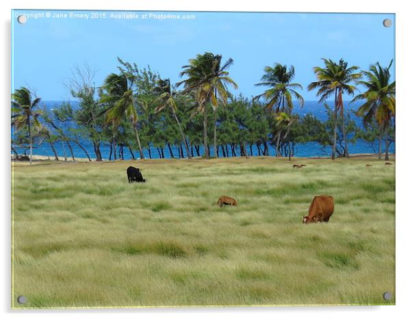  Grazing amongst the palms in Barbados Acrylic by Jane Emery