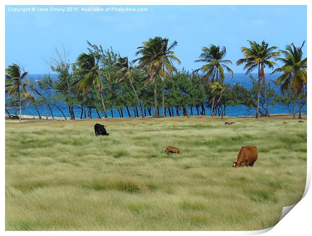  Grazing amongst the palms in Barbados Print by Jane Emery
