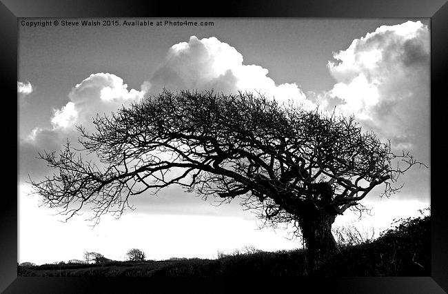  Windblown oak tree Framed Print by Steve Walsh