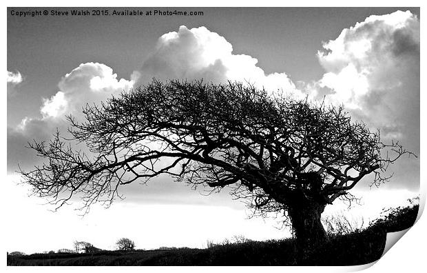  Windblown oak tree Print by Steve Walsh