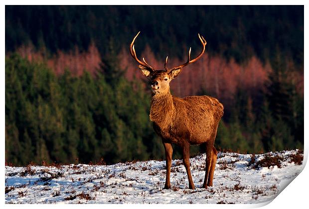  Red Deer Stag Print by Macrae Images