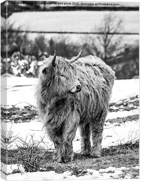  Highland Cow In Black And White Canvas Print by Linsey Williams