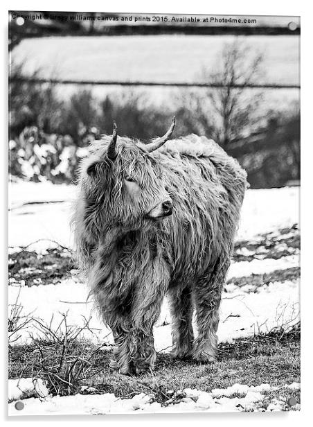  Highland Cow In Black And White Acrylic by Linsey Williams
