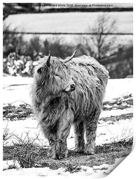  Highland Cow In Black And White Print by Linsey Williams