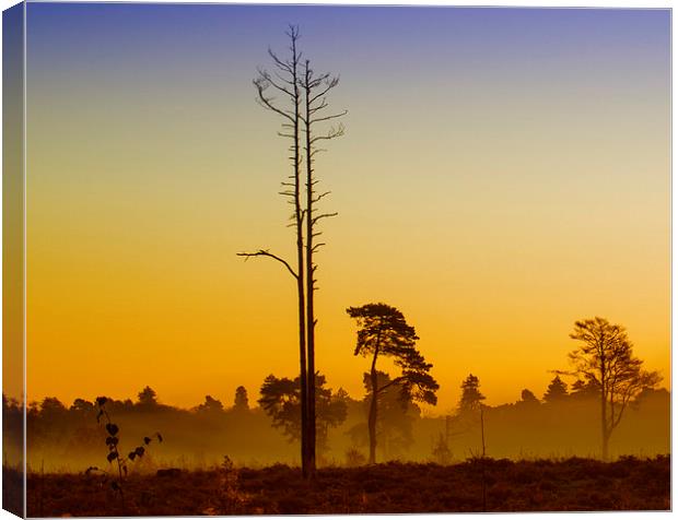  First Light Wisley Common Canvas Print by Clive Eariss